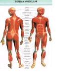 Sistema muscular