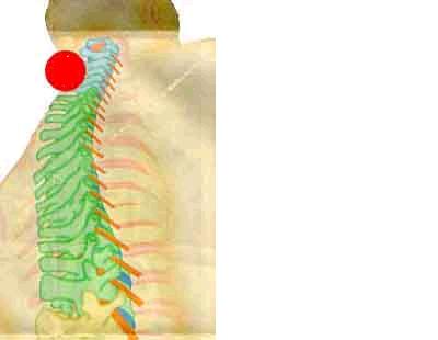 Coluna cervical